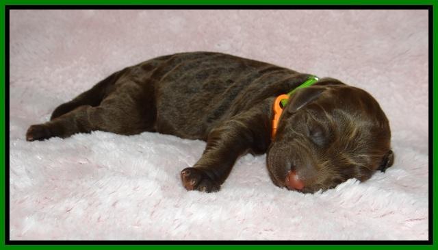 London Trace Newborn pups 101