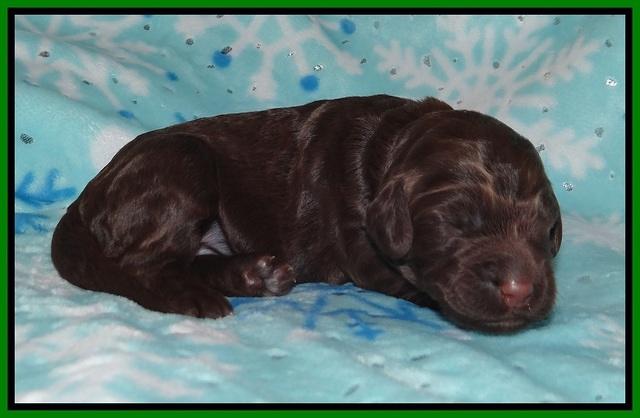 London Trace pups 1 wk old 81