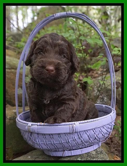 London Trace pups 3 wks old 111