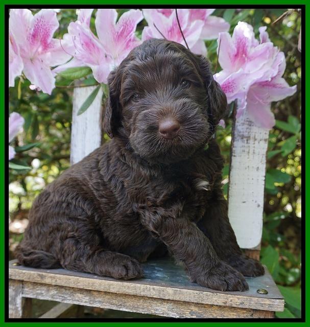 London Trace pups 4 wks old 121