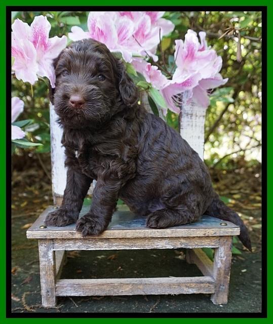 London Trace pups 4 wks old 141
