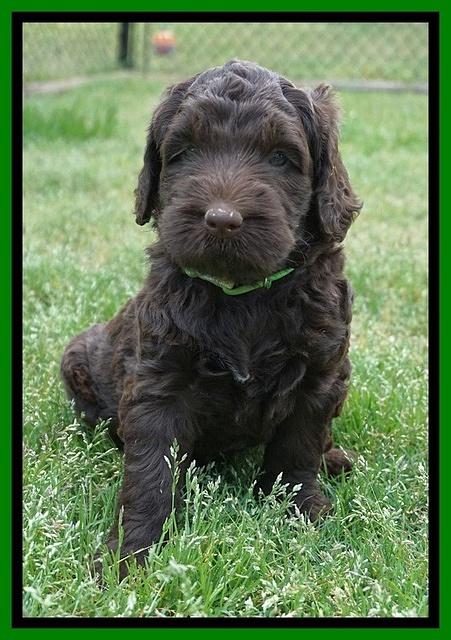 London Trace pups 5 wks old 221