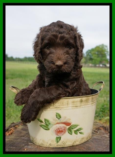 London Trace pups 6 wks old 141