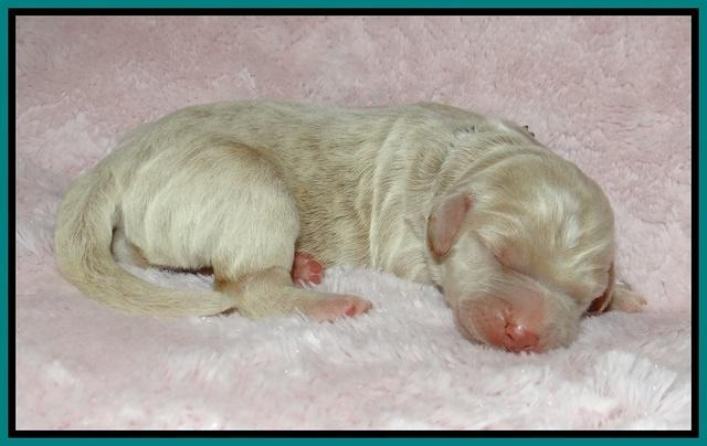 London Trace Newborn pups 121