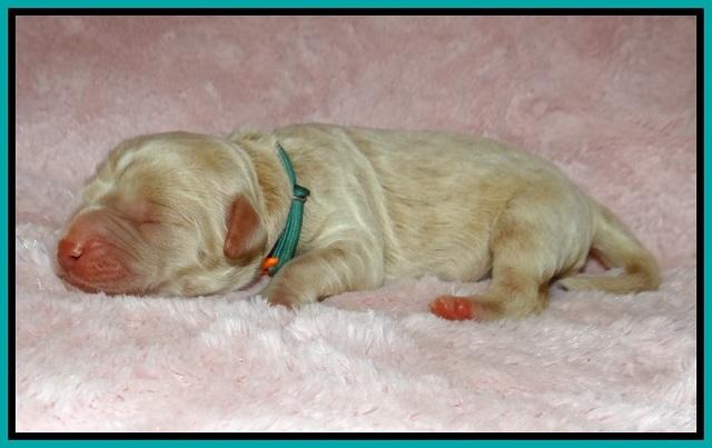 London Trace Newborn pups 131
