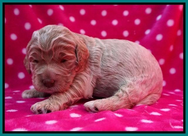 London Trace pups 2 wks old 71