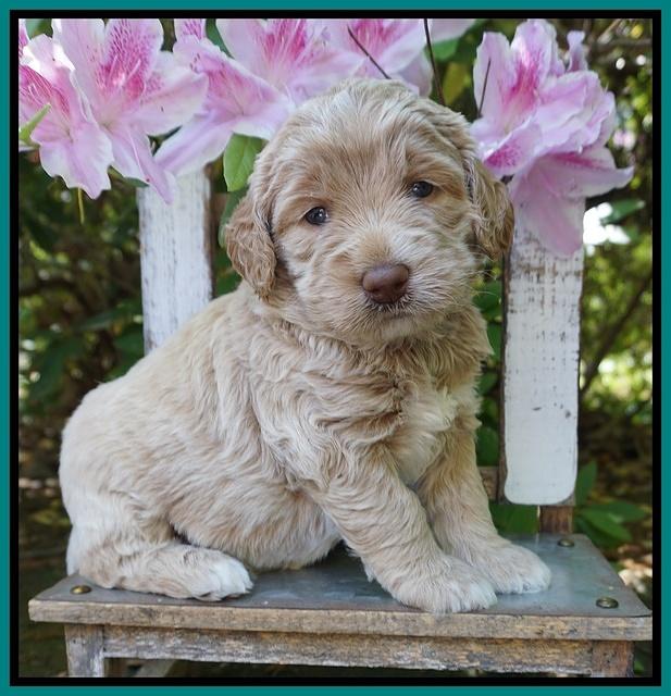 London Trace pups 4 wks old 151