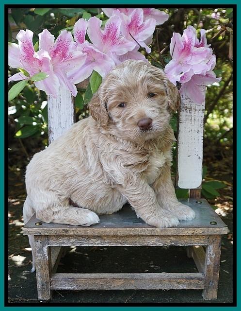 London Trace pups 4 wks old 161