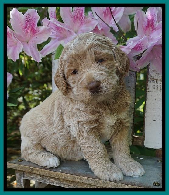 London Trace pups 4 wks old 171