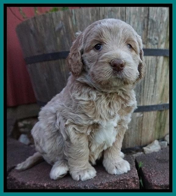 London Trace pups 5 wks old 81