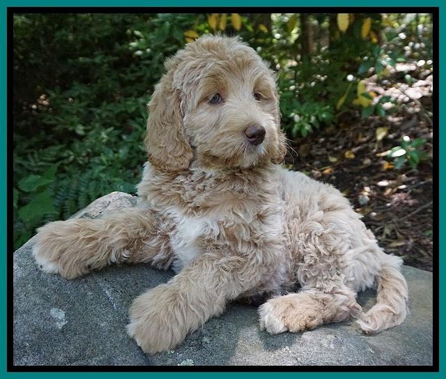 London Trace pups 5232