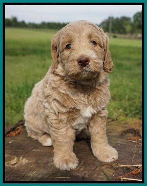 London Trace pups 6 wks old 181
