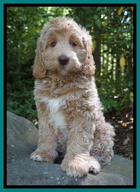 London Trace pups 6232