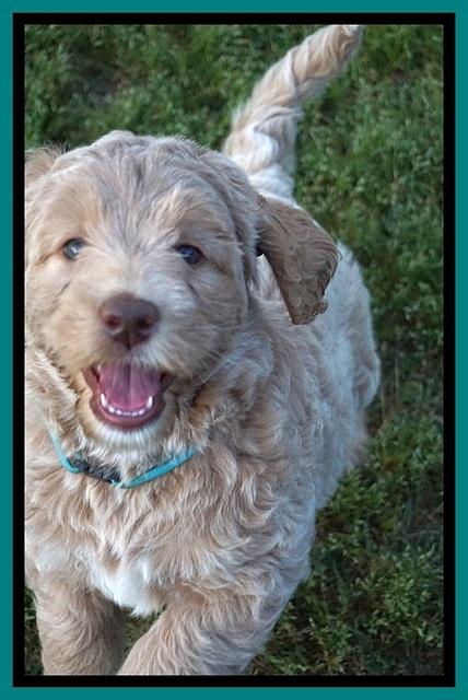 London Trace pups 7 wks old 181