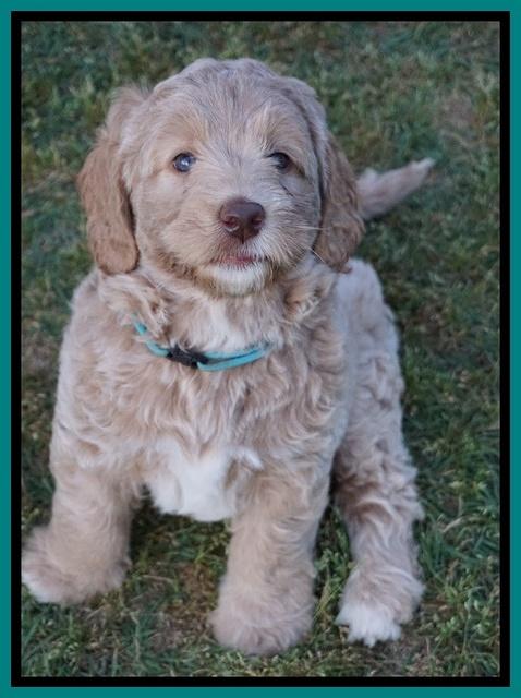 London Trace pups 7 wks old 191