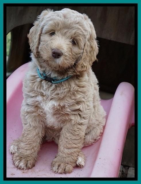 London Trace pups 7 wks old 201