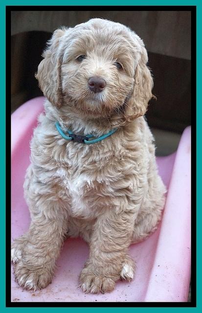 London Trace pups 7 wks old 211