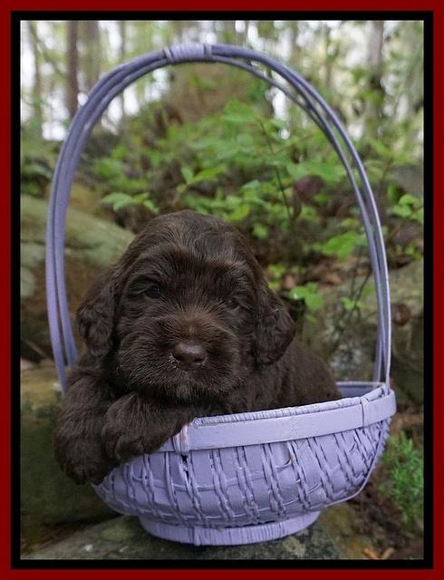 London Trace pups 3 wks old 141