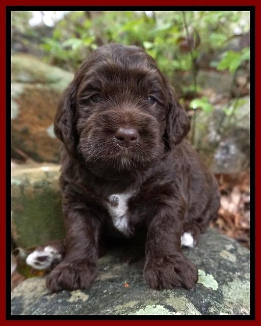 London Trace pups 3 wks old 161