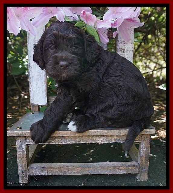 London Trace pups 4 wks old 201