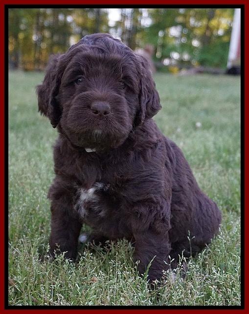 London Trace pups 5 wks old 141