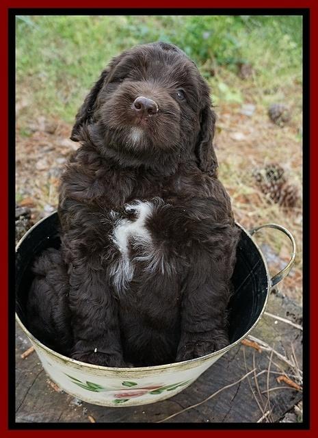 London Trace pups 6 wks old 201