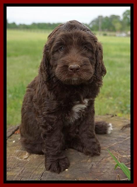 London Trace pups 6 wks old 211