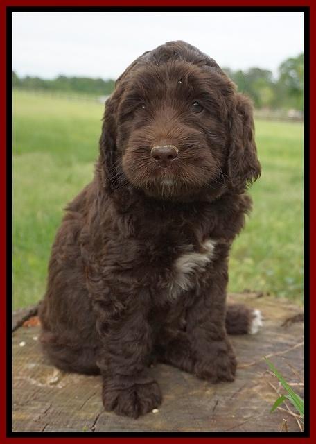 London Trace pups 6 wks old 221