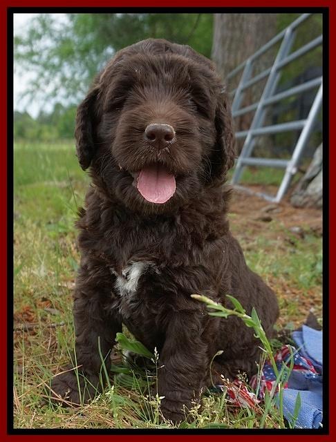 London Trace pups 6 wks old 321