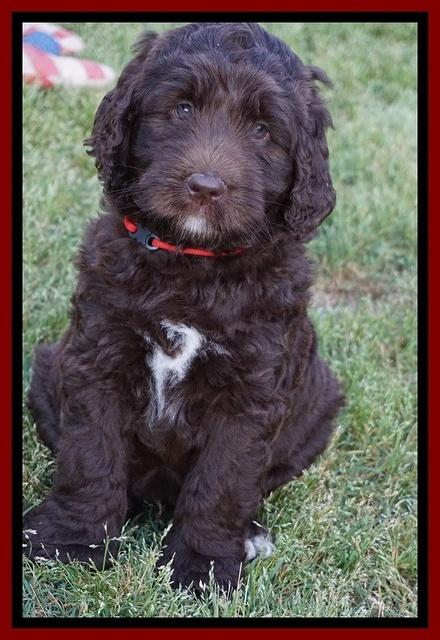 London Trace pups 7 wks old 251