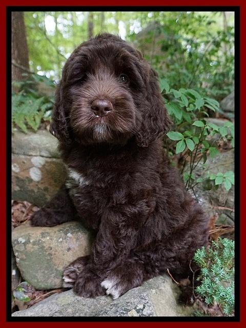 London Trace pups 8 wks old 21