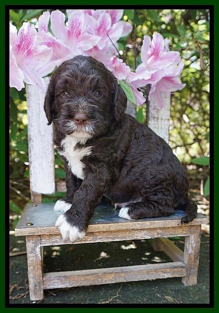 London Trace pups 4 wks old 231