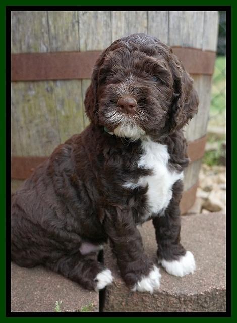 London Trace pups 5 wks old 241