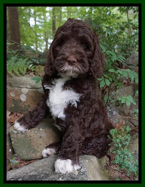 London Trace pups 8 wks old 201