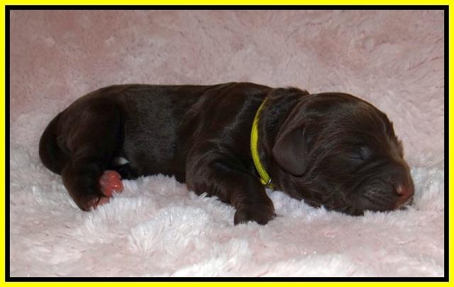 London Trace Newborn pups 181