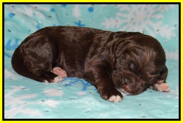 London Trace pups 1 wk old 141