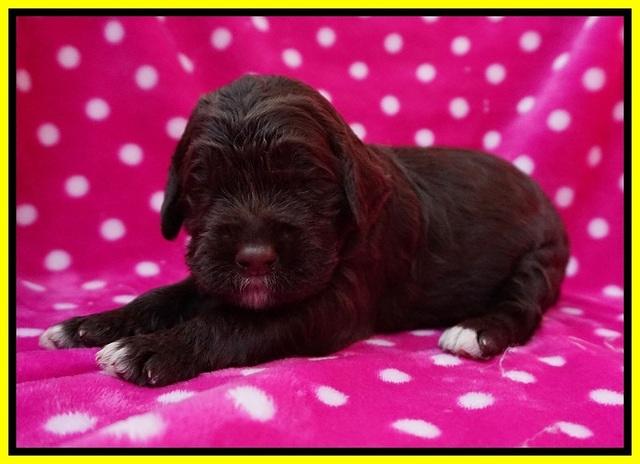 London Trace pups 2 wks old 111