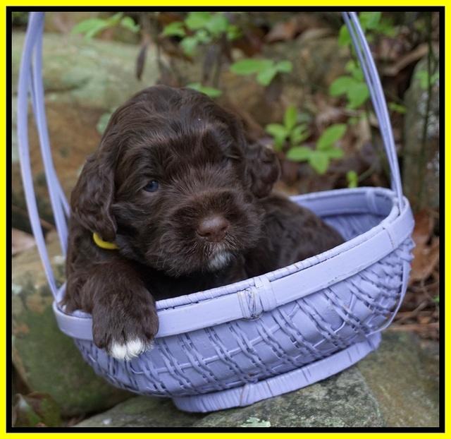 London Trace pups 3 wks old 291