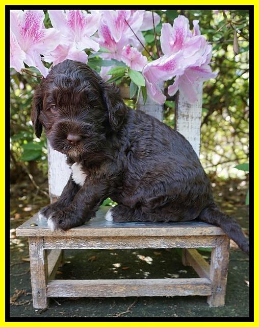 London Trace pups 4 wks old 241