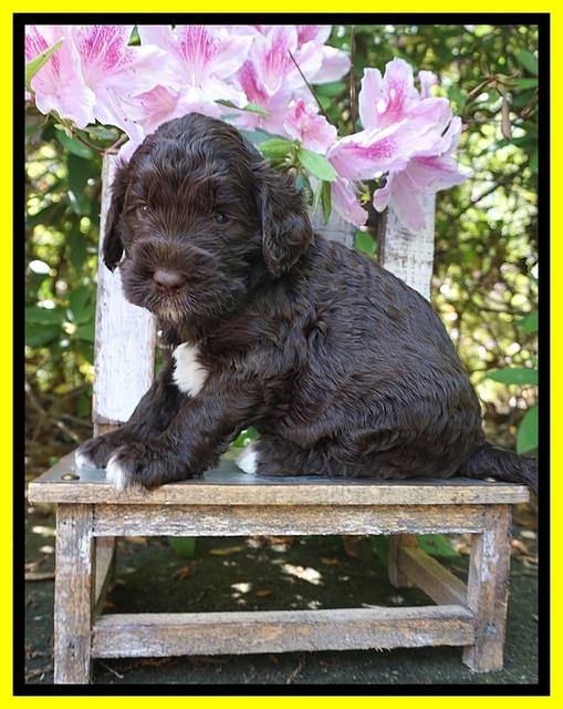 London Trace pups 4 wks old 251