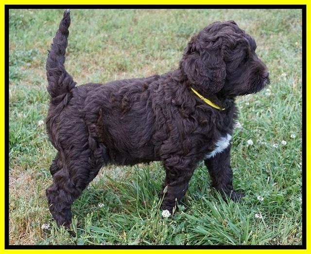 London Trace pups 7 wks old 301