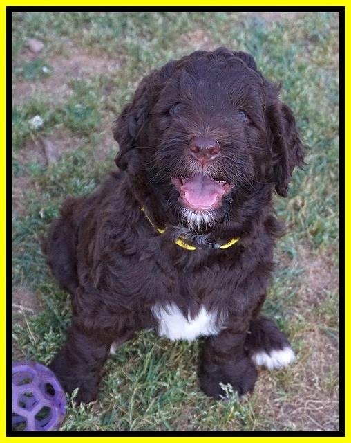 London Trace pups 7 wks old 321