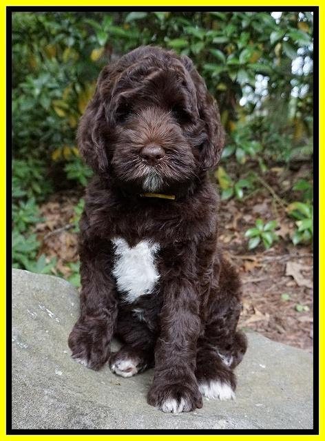 London Trace pups 8 wks old 101