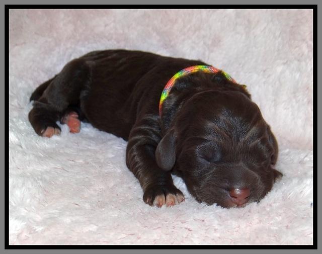 London Trace Newborn pups 201