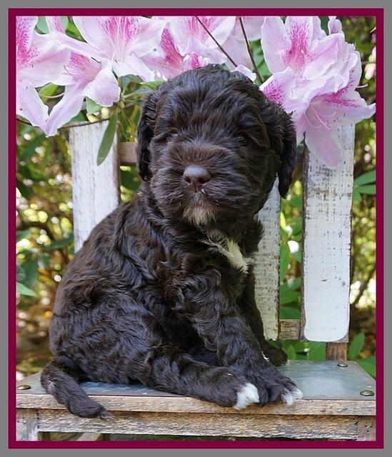 London Trace pups 4 wks old 271