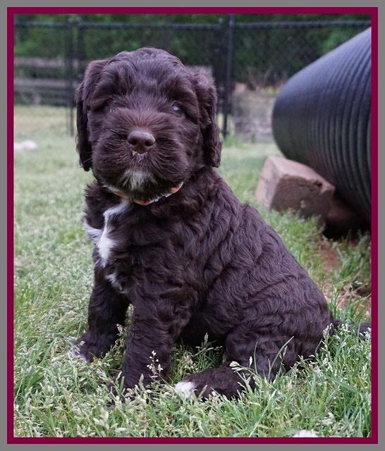 London Trace pups 5 wks old 34100