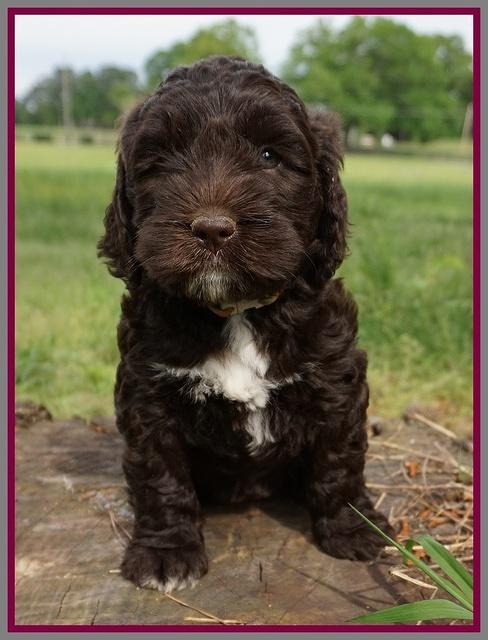 London Trace pups 6 wks old 331