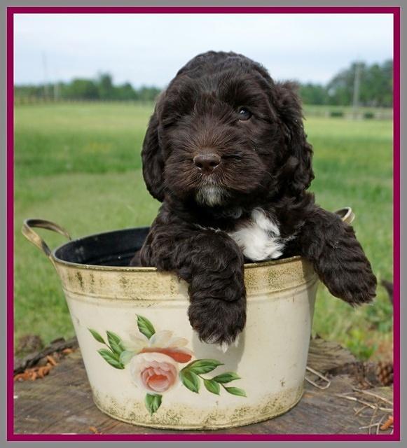 London Trace pups 6 wks old 351