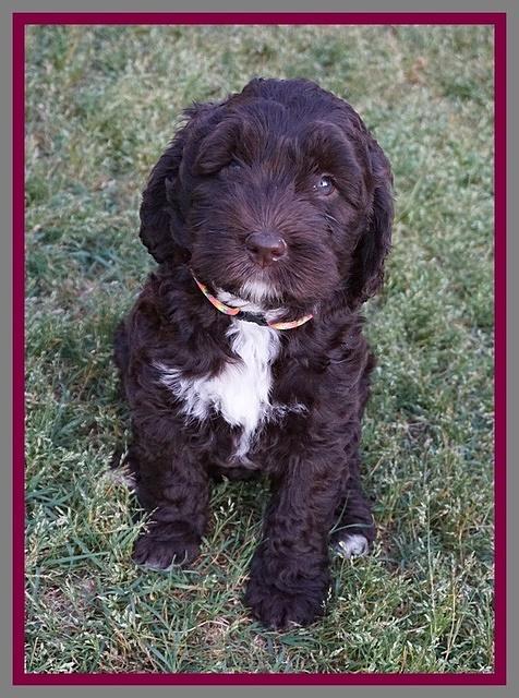 London Trace pups 7 wks old 341