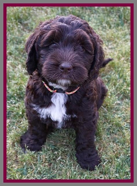 London Trace pups 7 wks old 351